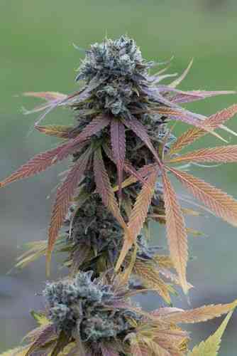 Blue Kush Autoflowering > Dinafem Seeds | Autoflowering Hanfsamen  |  Hybrid